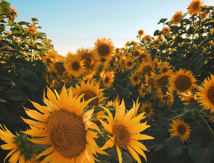 Nombres para negocios de girasoles