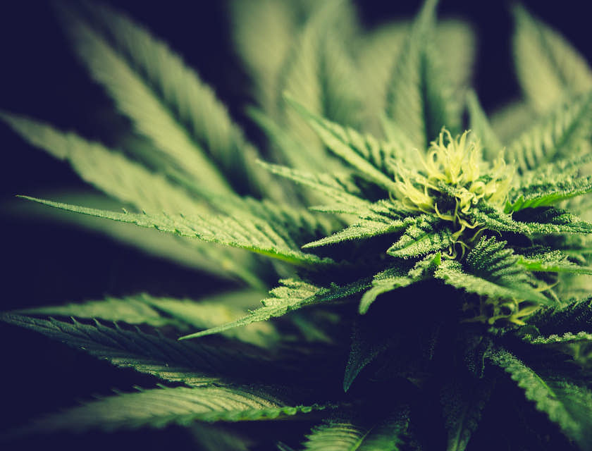 Una planta en un negocio de marihuana medicinal.
