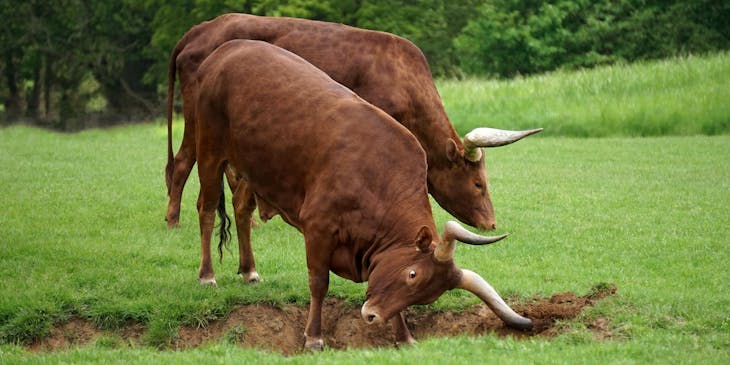Dos toros pastando en el terreno de un negocio de criadores de toros de lidia.