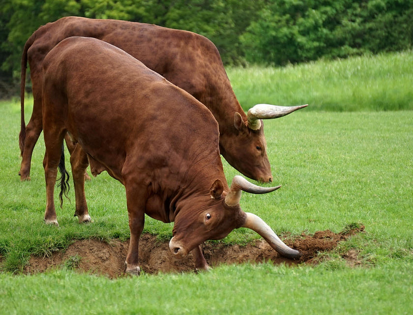 Dos toros pastando en el terreno de un negocio de criadores de toros de lidia.