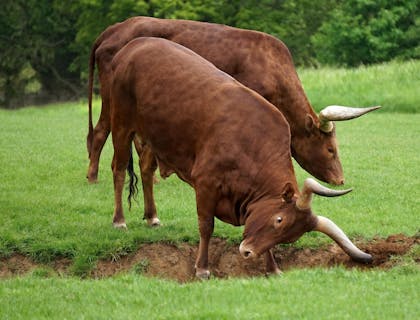 Dos toros pastando en el terreno de un negocio de criadores de toros de lidia.