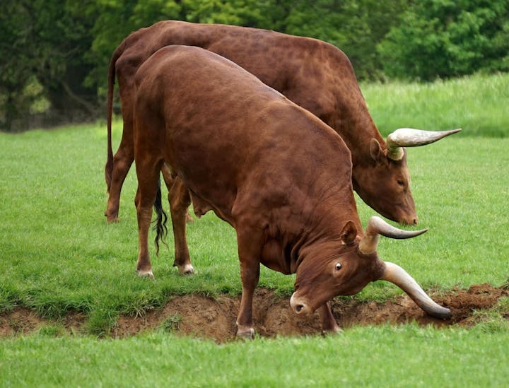Nombres para negocios de criadores de toros de lidia