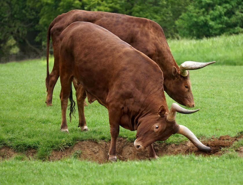 Dos toros pastando en el terreno de un negocio de criadores de toros de lidia.