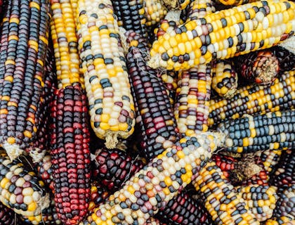 Un montón de choclos de diferentes colores en un negocio de pasteles de choclo.