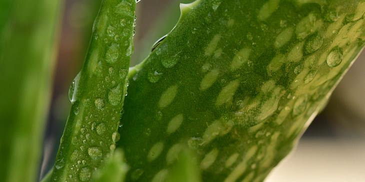 Planta de sábila con gotas de agua en un negocio de sábila.