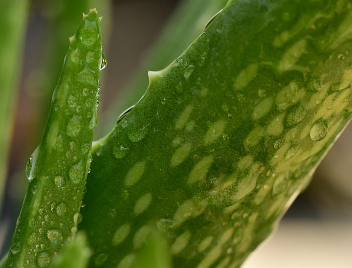 Nombres para negocios de sábila