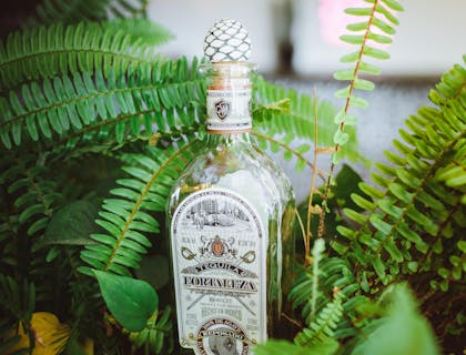 Una botella de sotol entre plantas en una exhibición de un negocio de sotol.