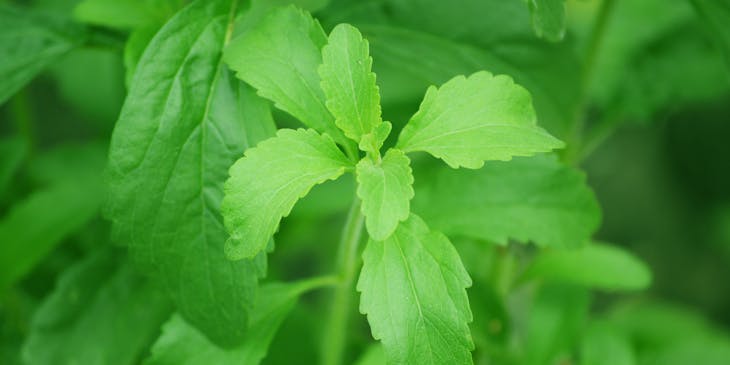 Una planta de stevia en un negocio de stevia.