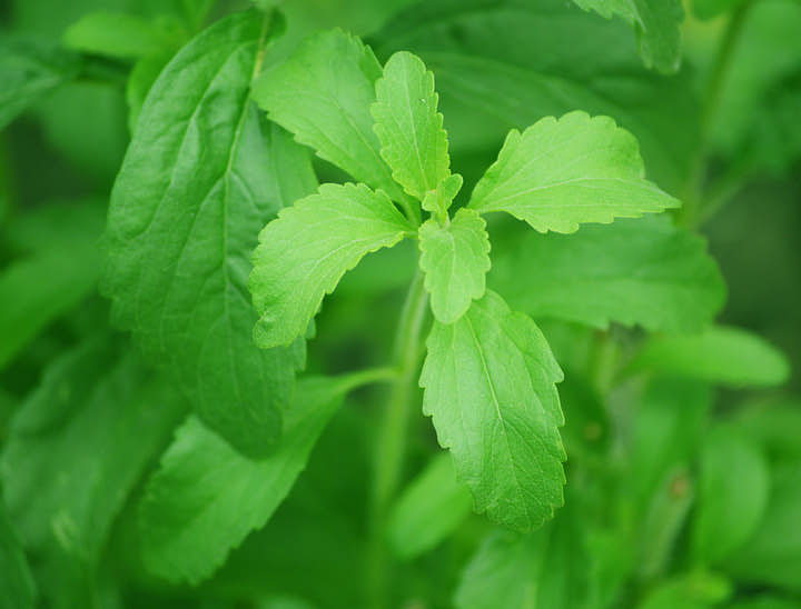 Nombres para negocios de stevia