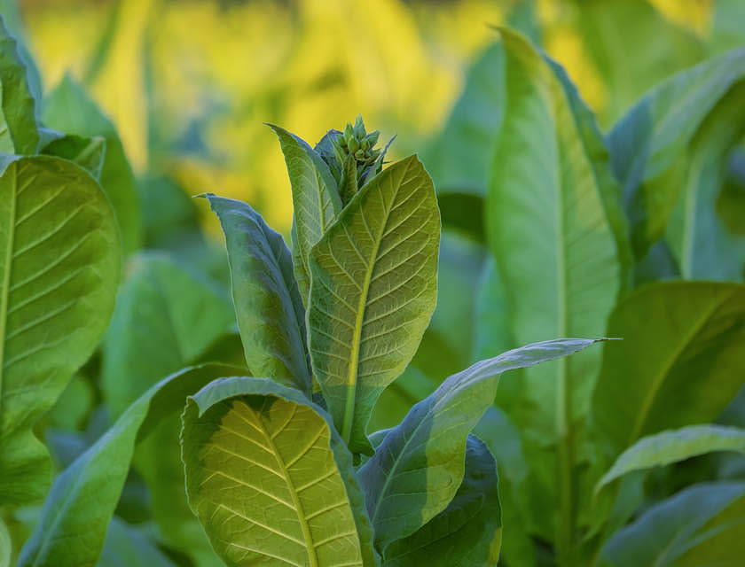 Nombres para negocios de tabaco hondureño
