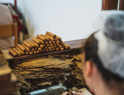 Una mujer trabajando con hojas de tabaco en un negocio de torcedor de puros.