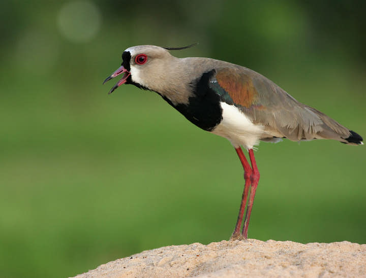 Nombres para negocios de tours a Caacupé