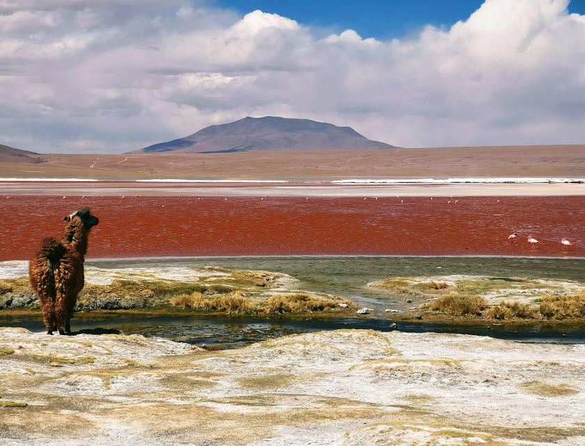 Vista de la laguna colorada y una alpaca en un viaje organizado por un negocio de tours a la laguna colorada.