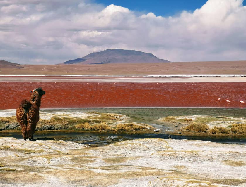 Vista de la laguna colorada y una alpaca en un viaje organizado por un negocio de tours a la laguna colorada.