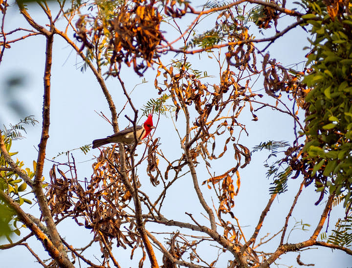 Nombres para negocios de tours al Chaco paraguayo