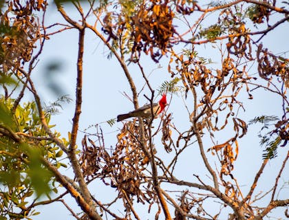 Ave de cabeza roja en un árbol durante un recorrido para la observación de aves en un negocio de tours al Chaco paraguayo.