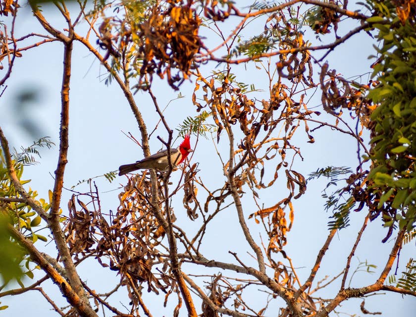 Ave de cabeza roja en un árbol durante un recorrido para la observación de aves en un negocio de tours al Chaco paraguayo.