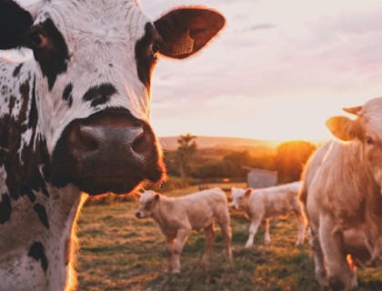 Una vaca blanca con manchas negras a un lado de varias vacas color café en un negocio ganadero.