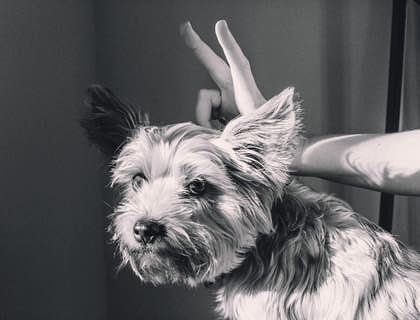 Una fotografía a blanco y negro de una mano haciéndole orejas de conejo a un perrito en una página de humor.