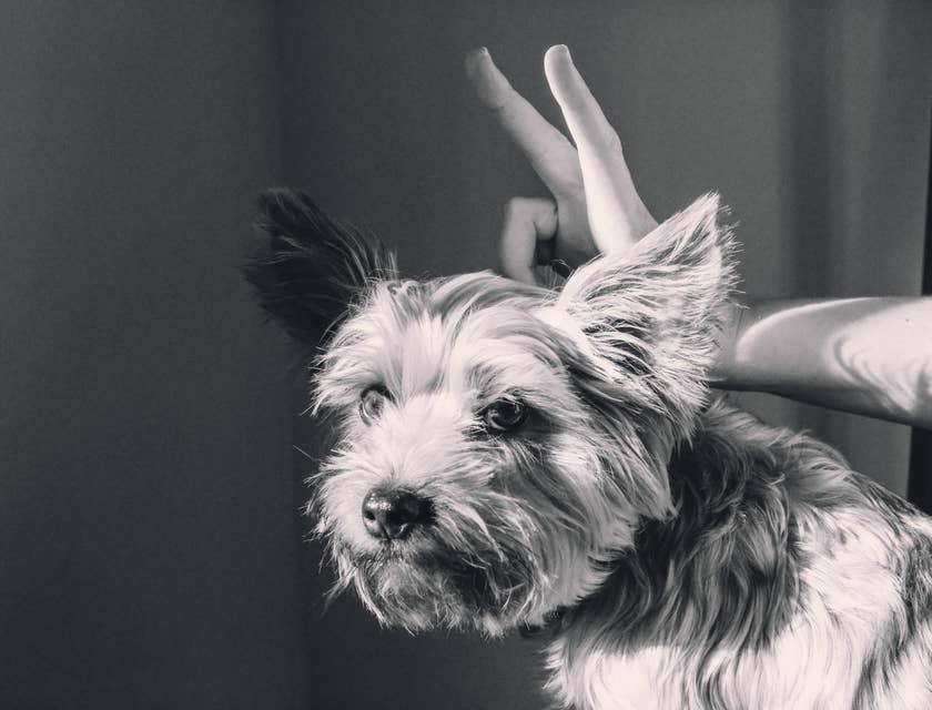 Una fotografía a blanco y negro de una mano haciéndole orejas de conejo a un perrito en una página de humor.