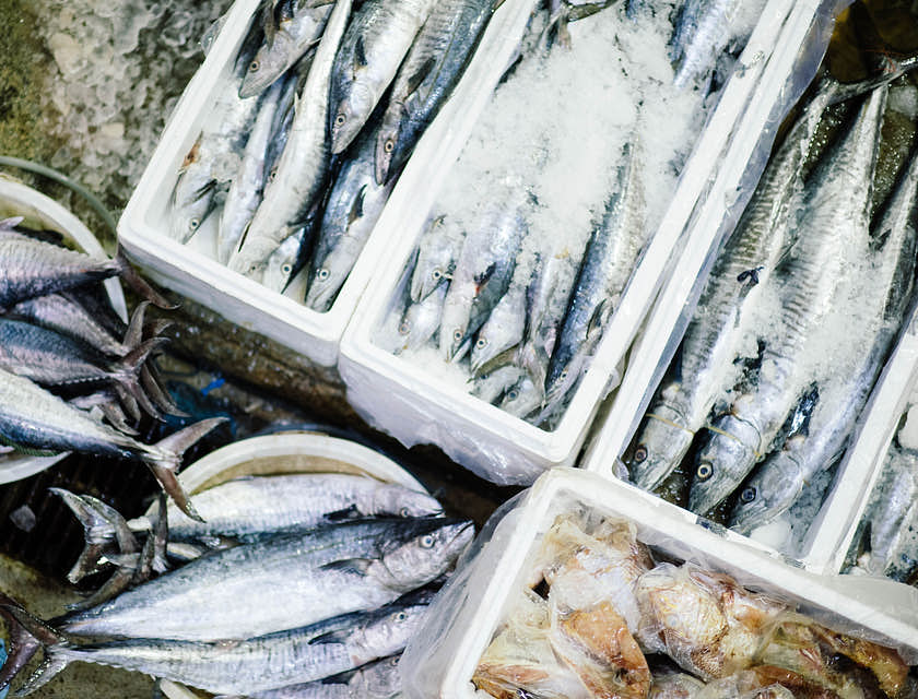 Diversos tipos de pescados en hieleras en una pescadería.