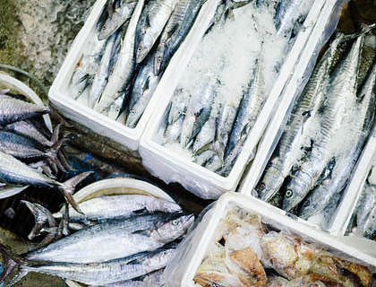Diversos tipos de pescados en hieleras en una pescadería.