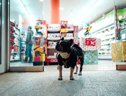 Perro negro pequeño con correa fuera de una tienda de mascotas.