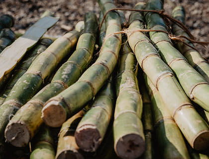 Caules da cana-de-açúcar empilhados.