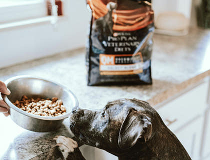 Cachorro em pé tentando alcançar uma vasilha de ração.
