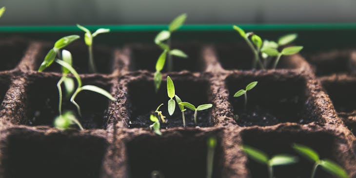 Saplings in a nursery and garden business.