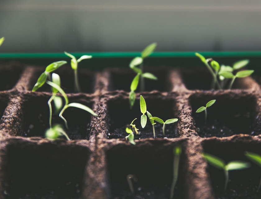 Mudas em um viveiro de plantas.