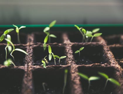 Saplings in a nursery and garden business.