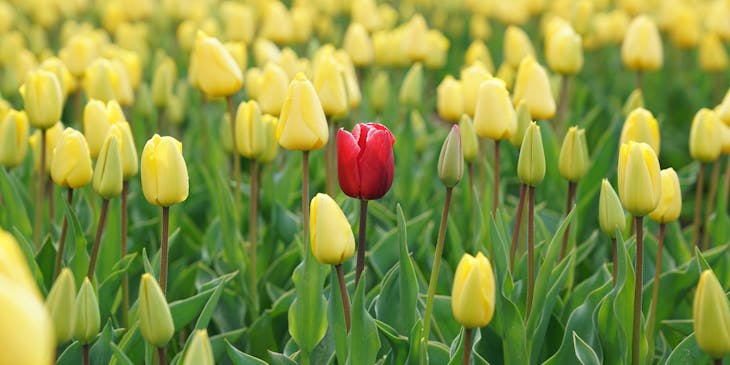 Odd red tulip in a field of yellow tulips.