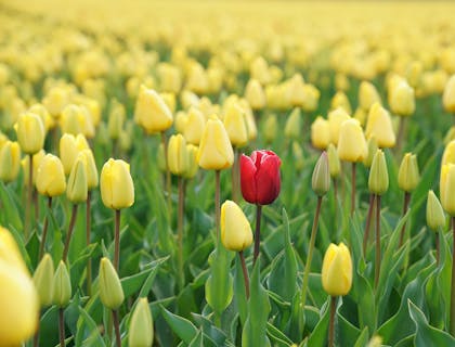 Odd red tulip in a field of yellow tulips.