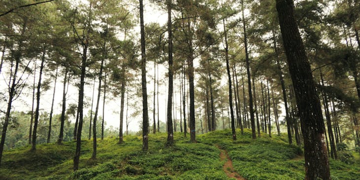 A path among trees in the outdoors.