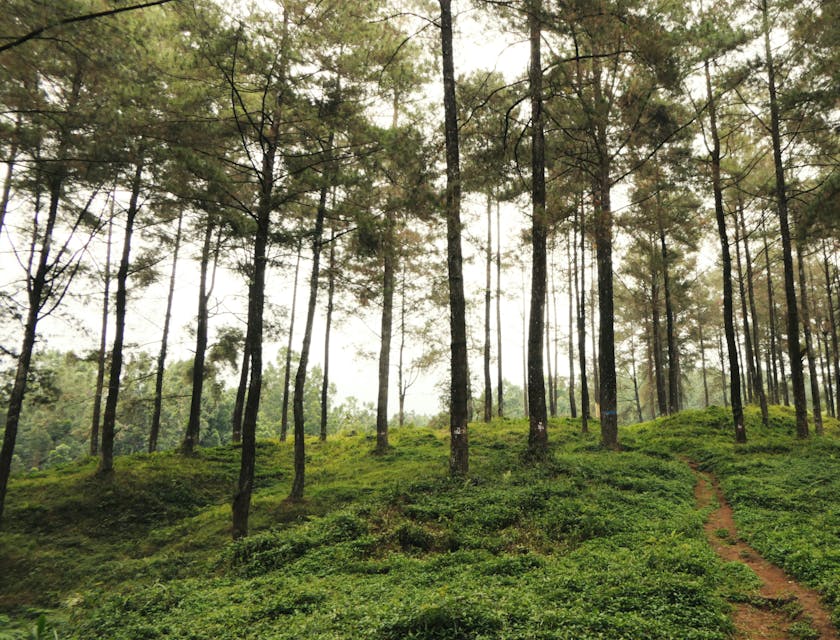 A path among trees in the outdoors.