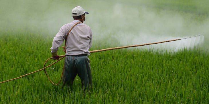 A pest controller spraying pesticide on a rice field.