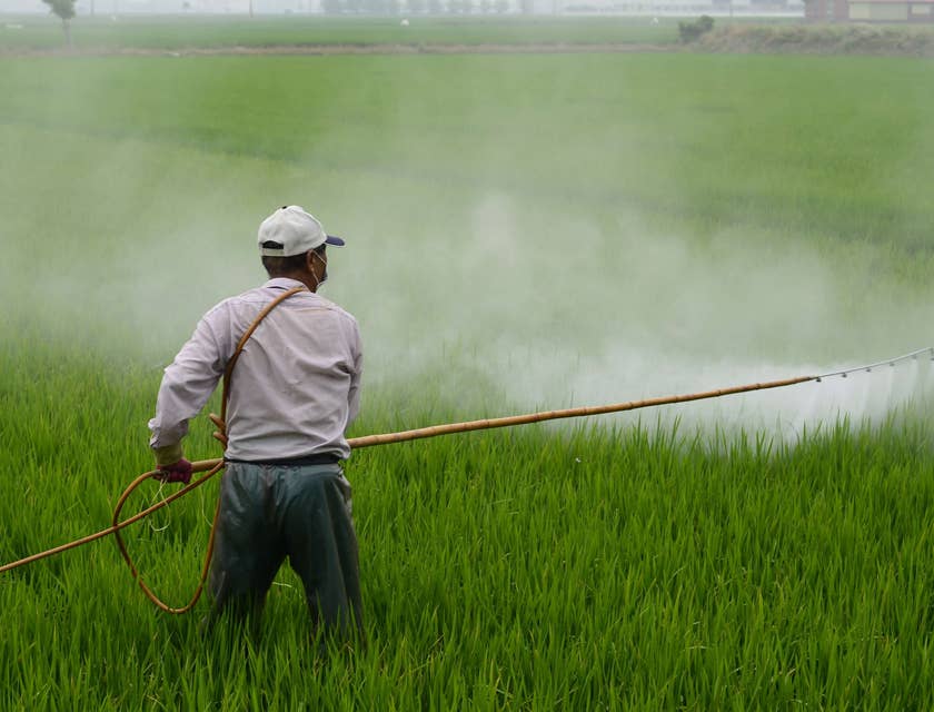 Um controlador de pragas pulverizando pesticida em um campo.