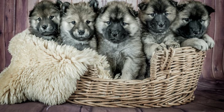 A pet breeding litter of pure bred puppies.