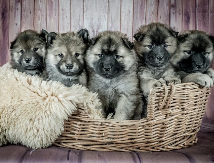 Nombres para empresas de criadero de animales