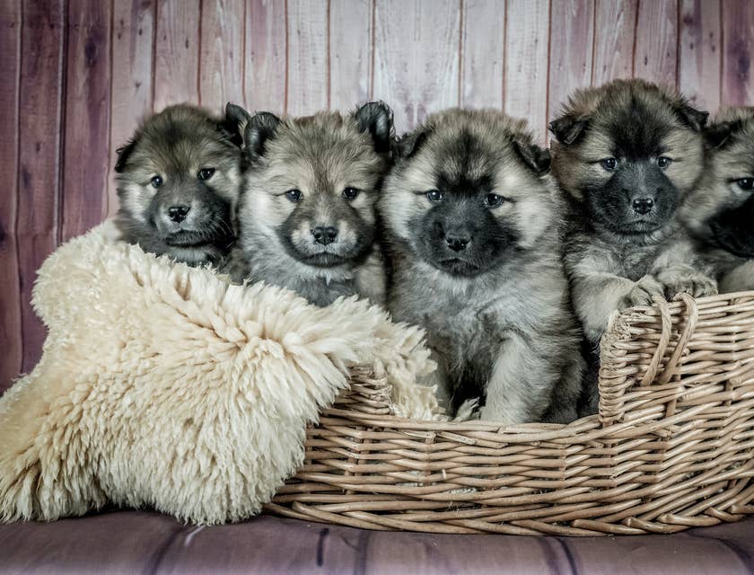 Ninhada de cães de raça pura em uma cesta.