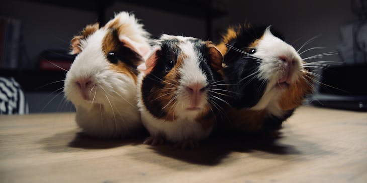 Three guinea pigs posing on a wooden surface.