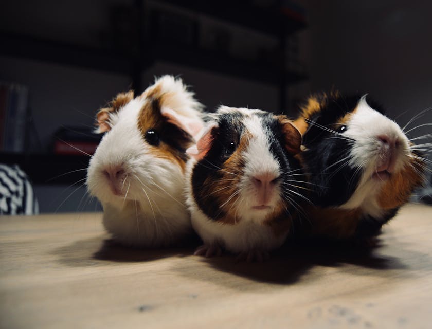 Three guinea pigs posing on a wooden surface.