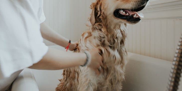 Large dog being bathed in a tub at a pet grooming business.