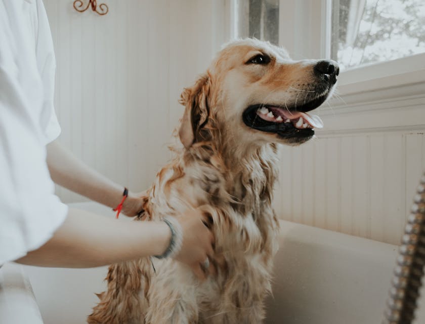 Large dog being bathed in a tub at a pet grooming business.