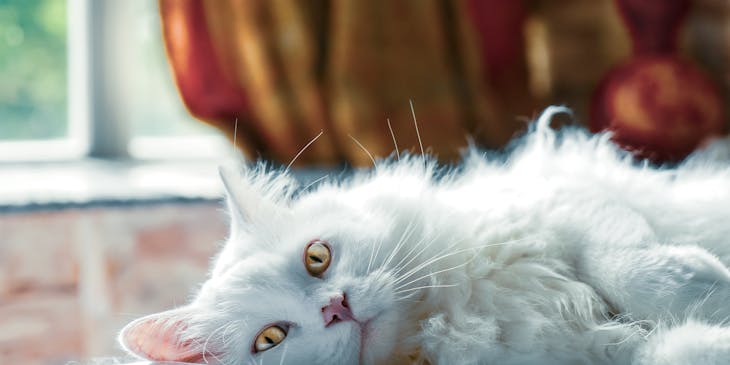 A pet cat lying on a bed.