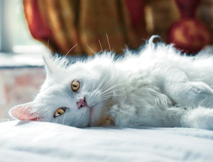 Un gato acostado en una cama de una empresa de seguros para mascotas.