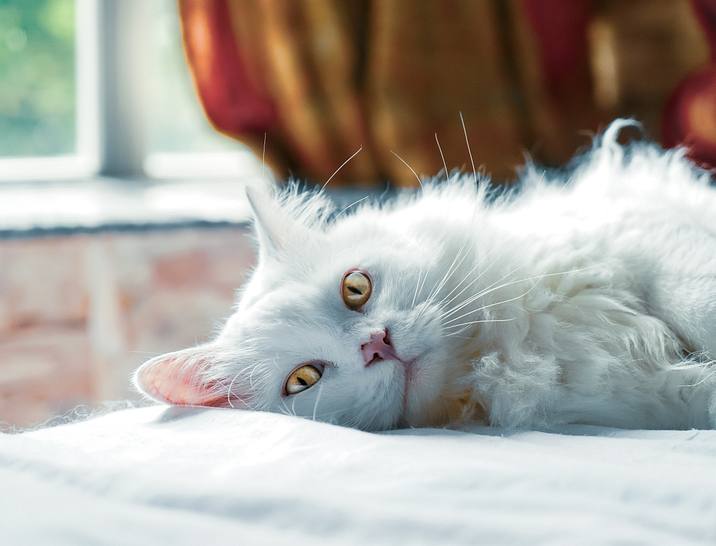 Noms de compagnie d'assurance pour animaux