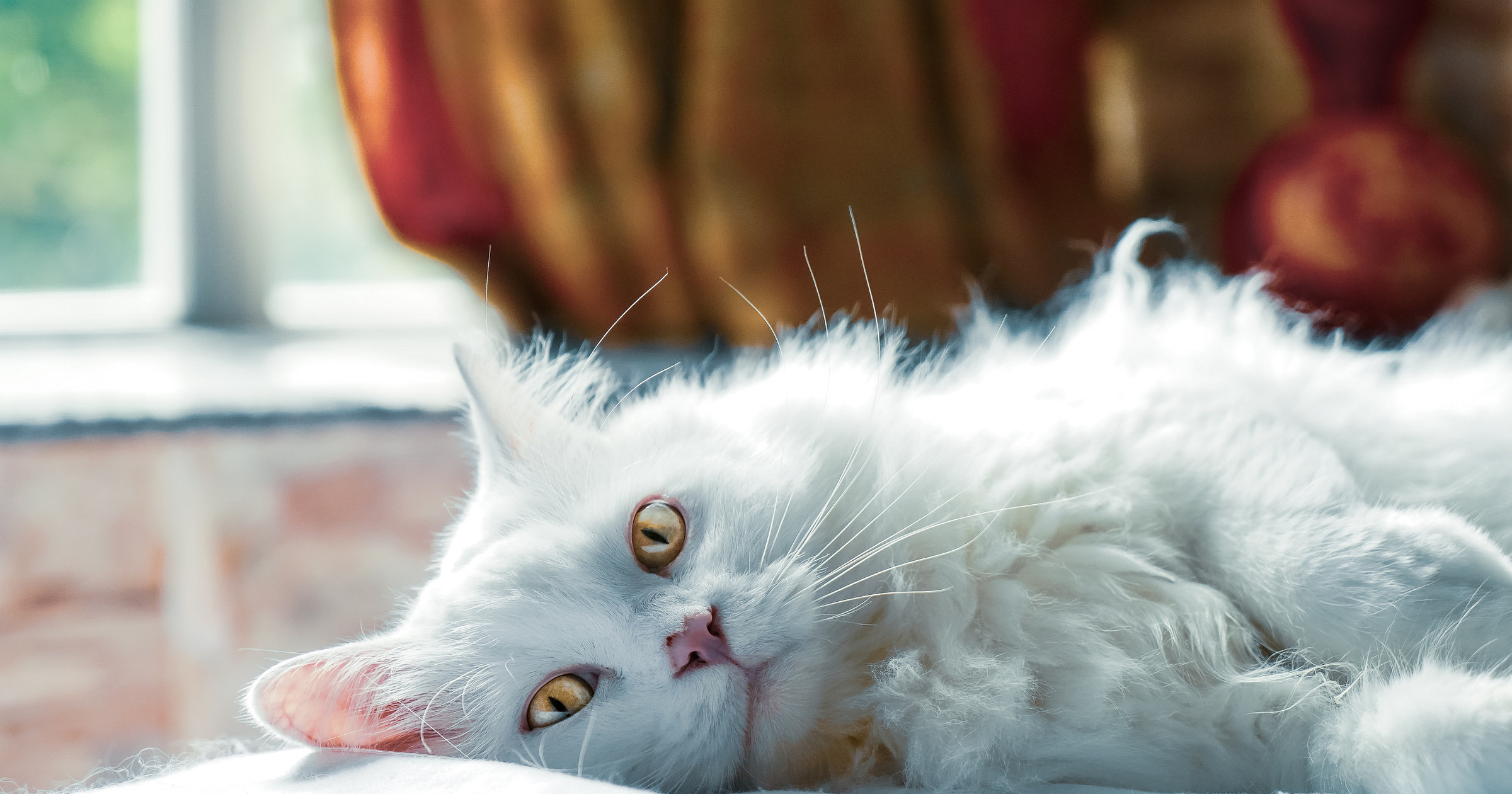 Pet Insurance Business Names