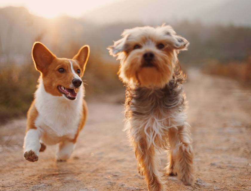 Pet Photography Business Names